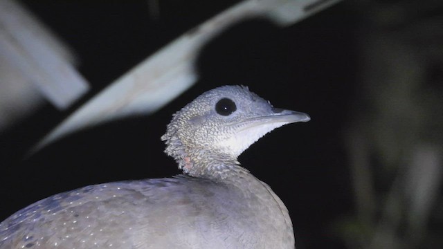 Tinamou à gorge blanche - ML411947311