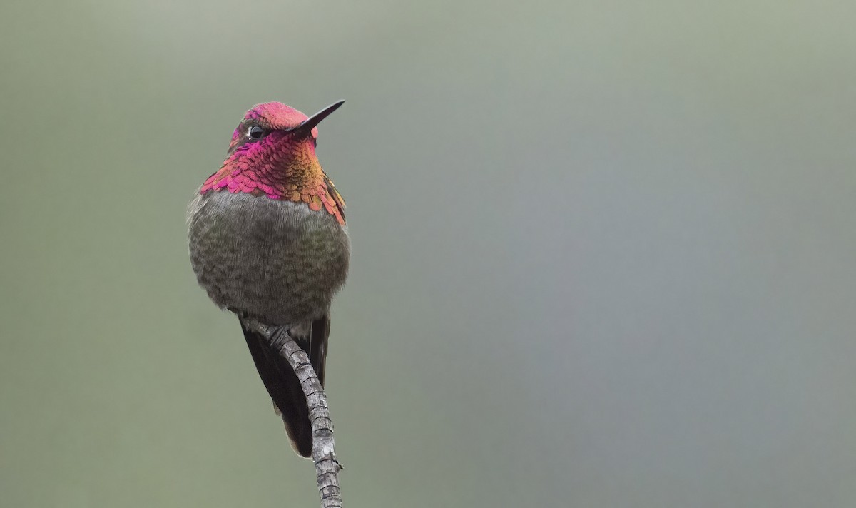 Anna's Hummingbird - Marky Mutchler