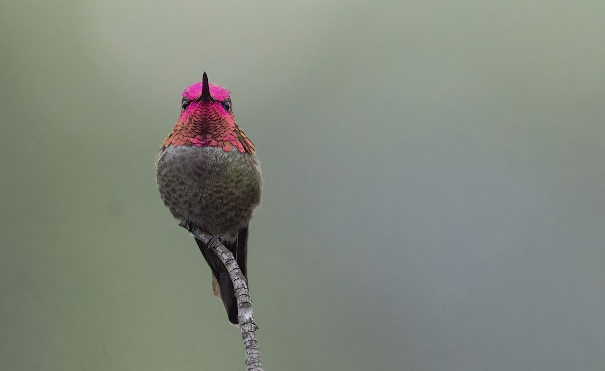 Anna's Hummingbird - Marky Mutchler