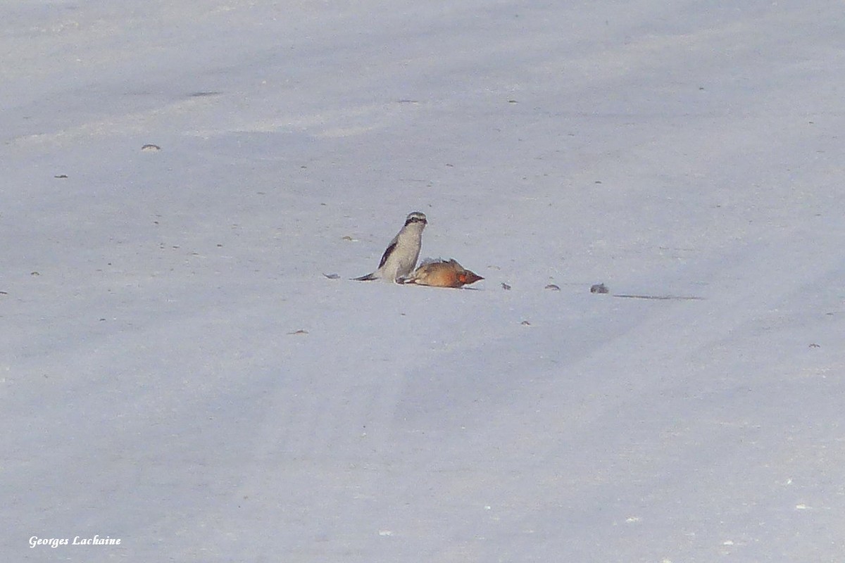 Northern Shrike - Georges Lachaîne