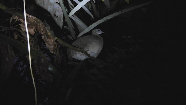 Tinamou à gorge blanche - ML411947501
