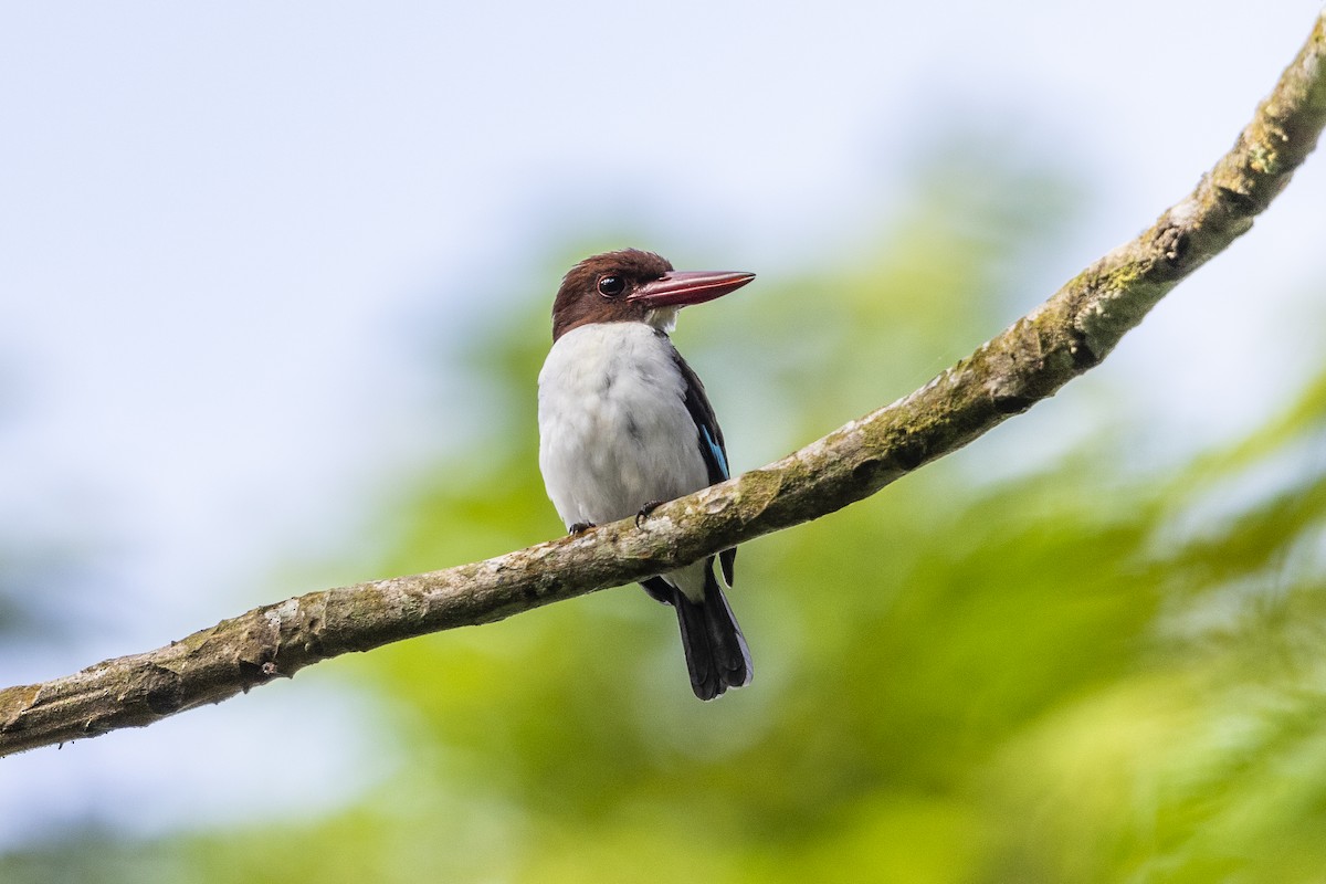 Chocolate-backed Kingfisher - ML411948181