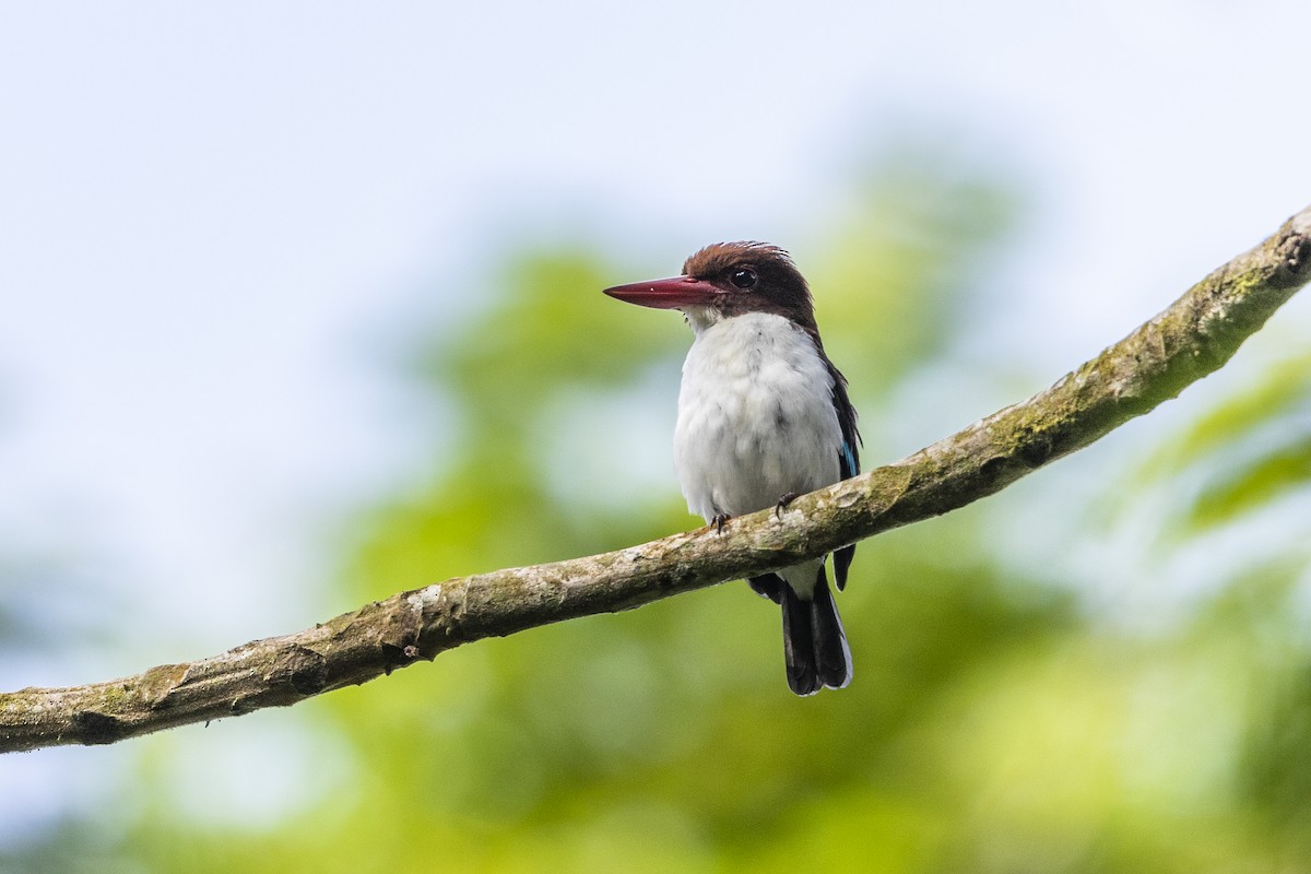 Chocolate-backed Kingfisher - Stefan Hirsch