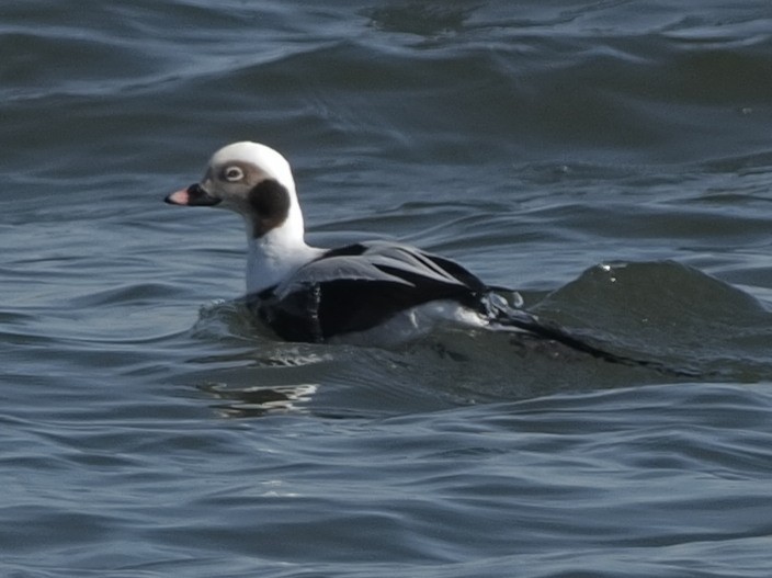 Long-tailed Duck - ML411948691