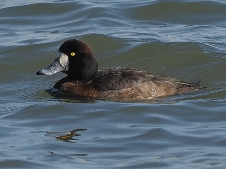 Greater Scaup - ML411948711