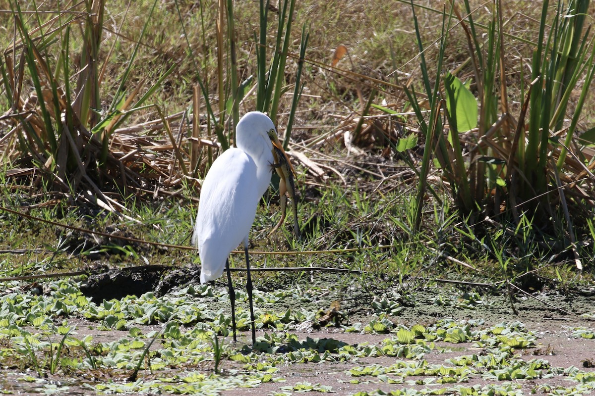 Great Egret - John van Dort