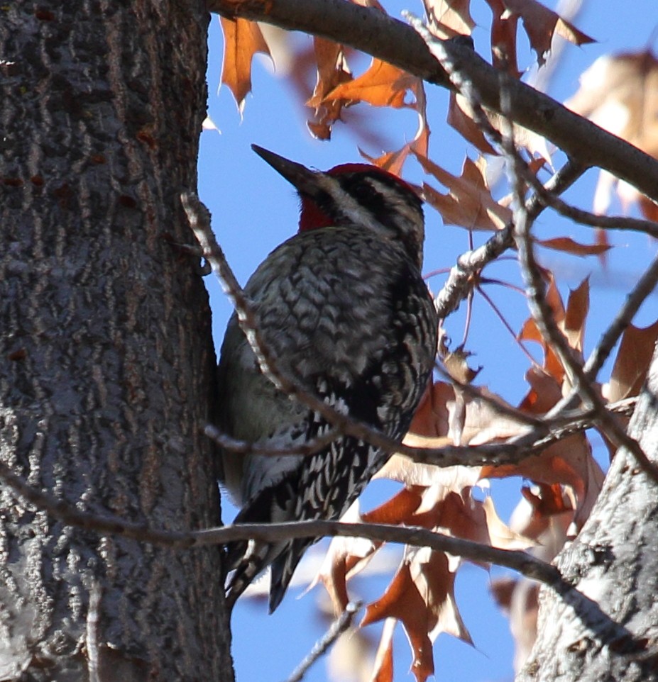 Yellow-bellied Sapsucker - ML411949111