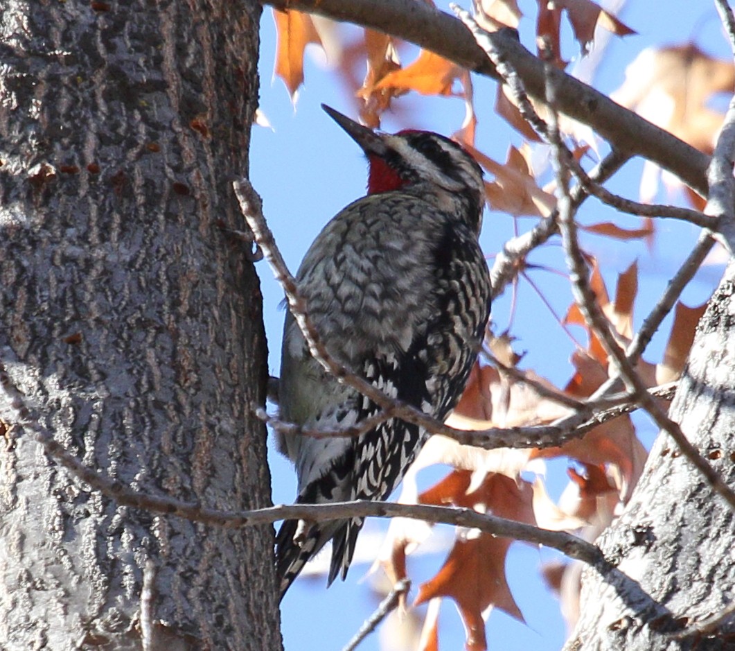 Yellow-bellied Sapsucker - ML411949161