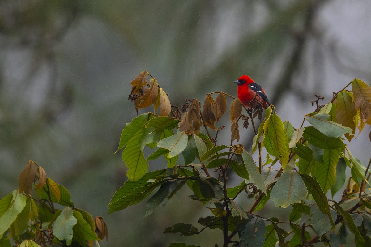 White-winged Tanager - ML411949401