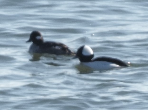 Bufflehead - ML411949961