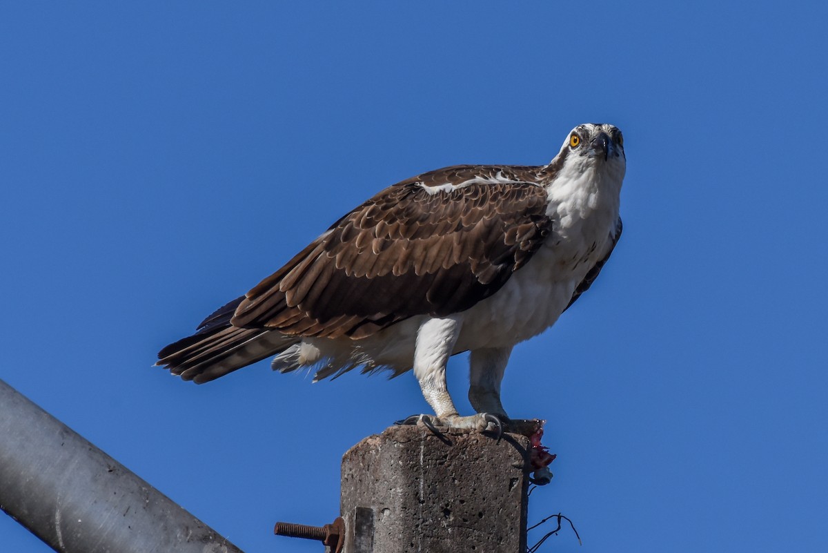 Osprey - Erik Martin