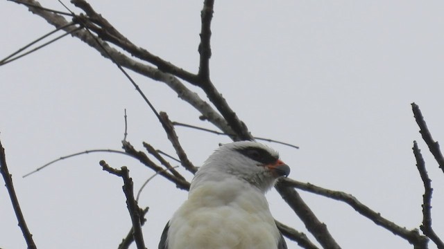 Black-faced Hawk - ML411950191