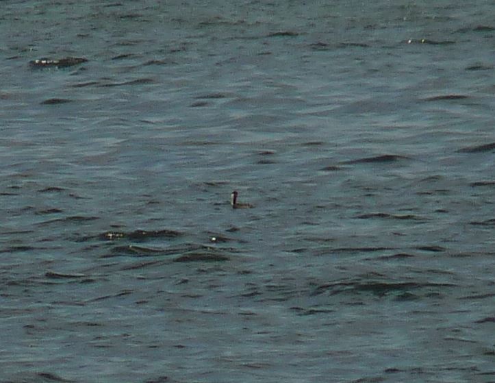 Red-necked Grebe - ML41195021