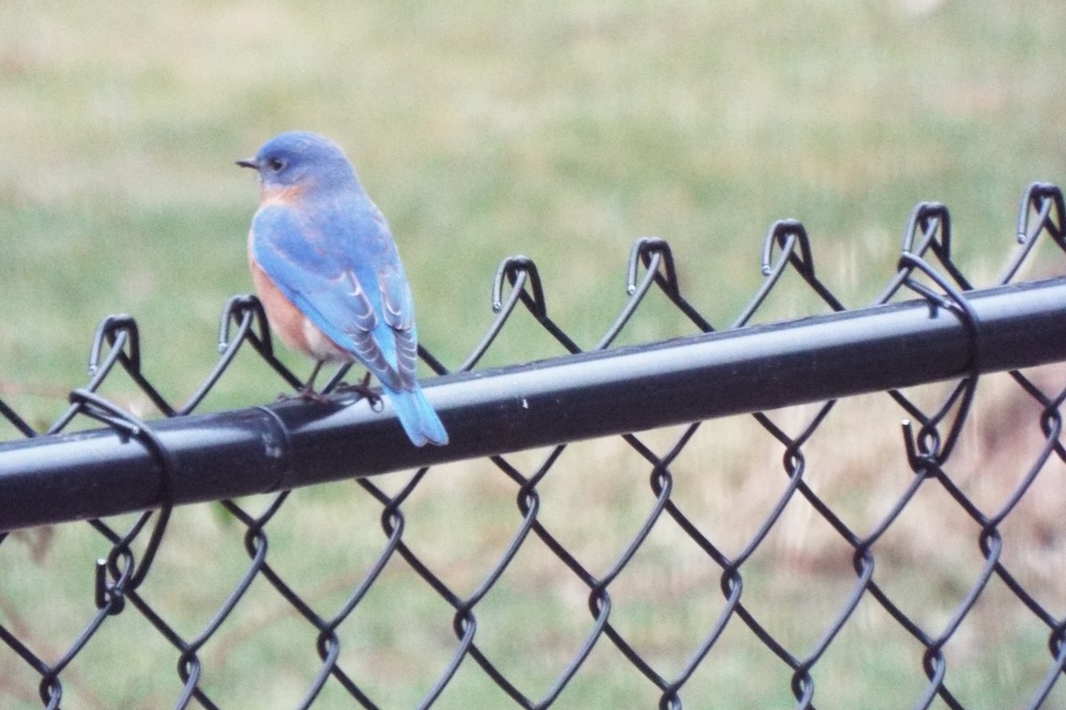 Eastern Bluebird - ML411950271