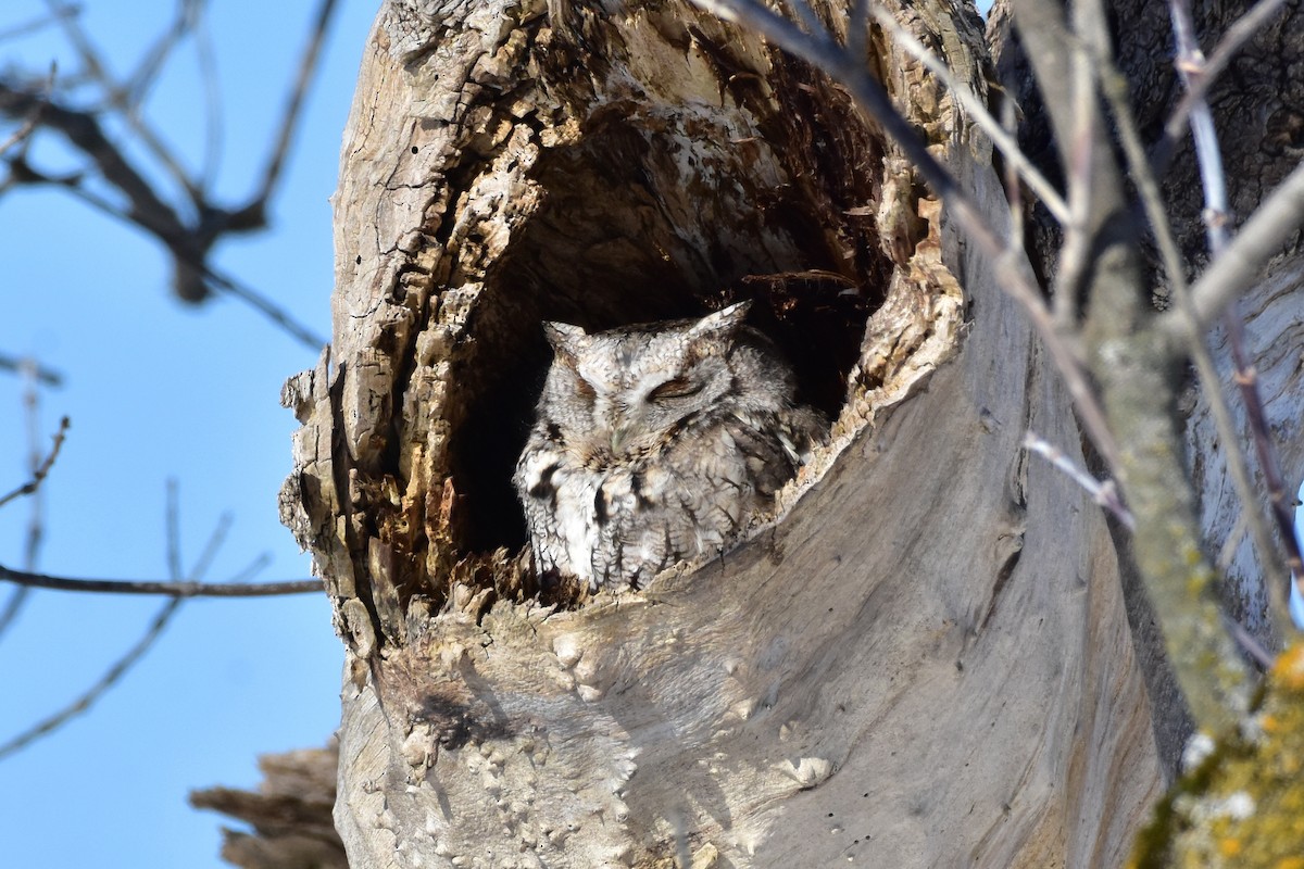 Eastern Screech-Owl - ML411950391