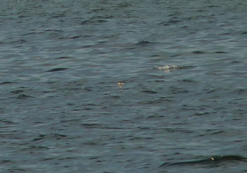 potápka rudokrká - ML41195041