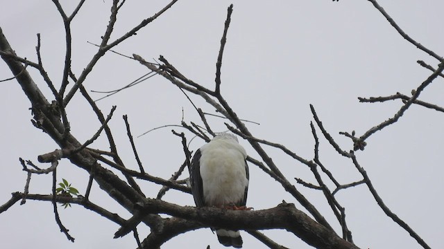 Black-faced Hawk - ML411950421