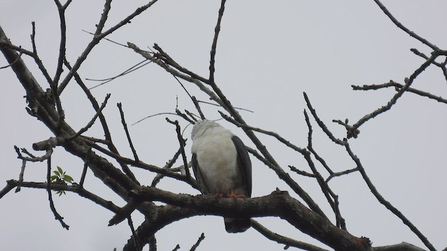 Black-faced Hawk - ML411950611