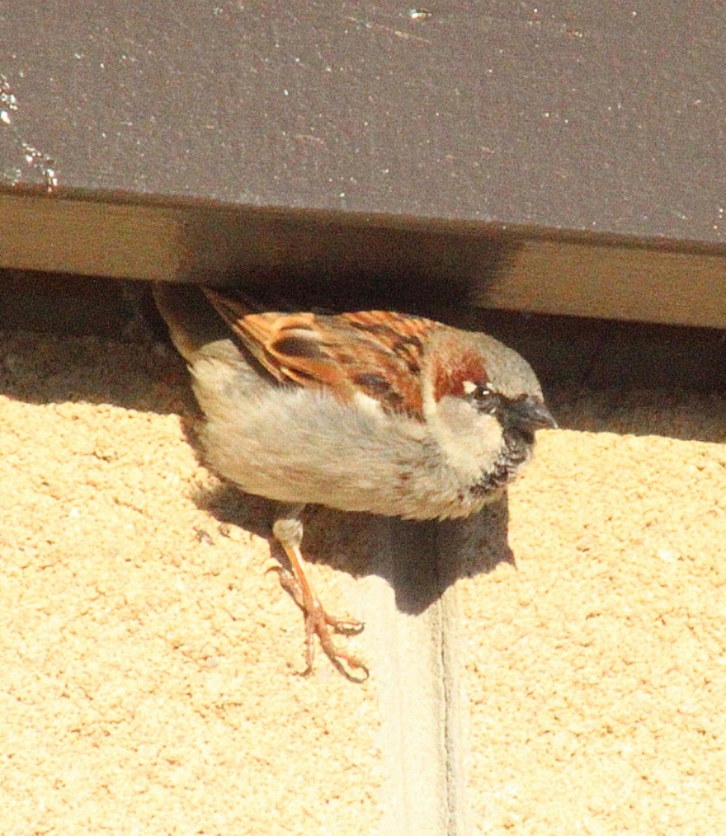 House Sparrow - ML411951181