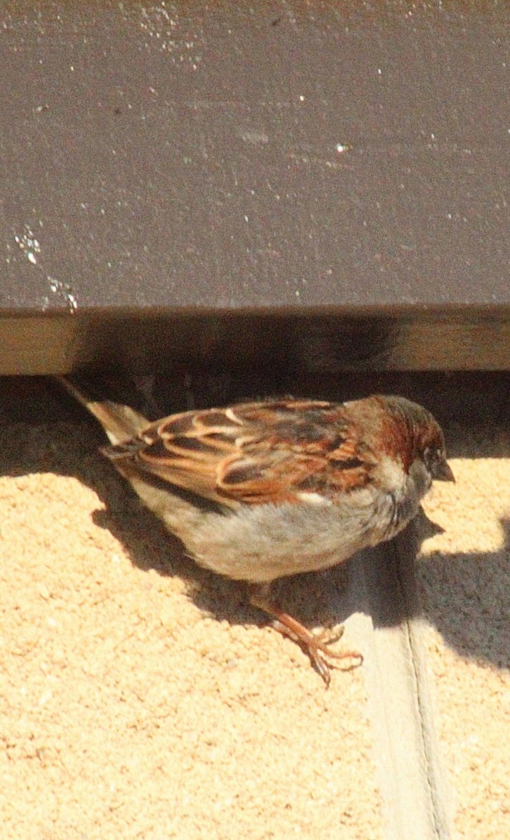 House Sparrow - ML411951191