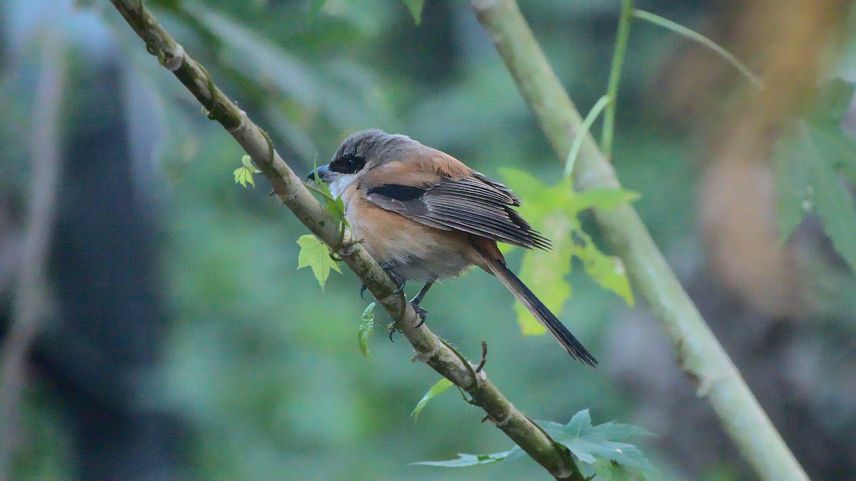 Long-tailed Shrike - ML411951431