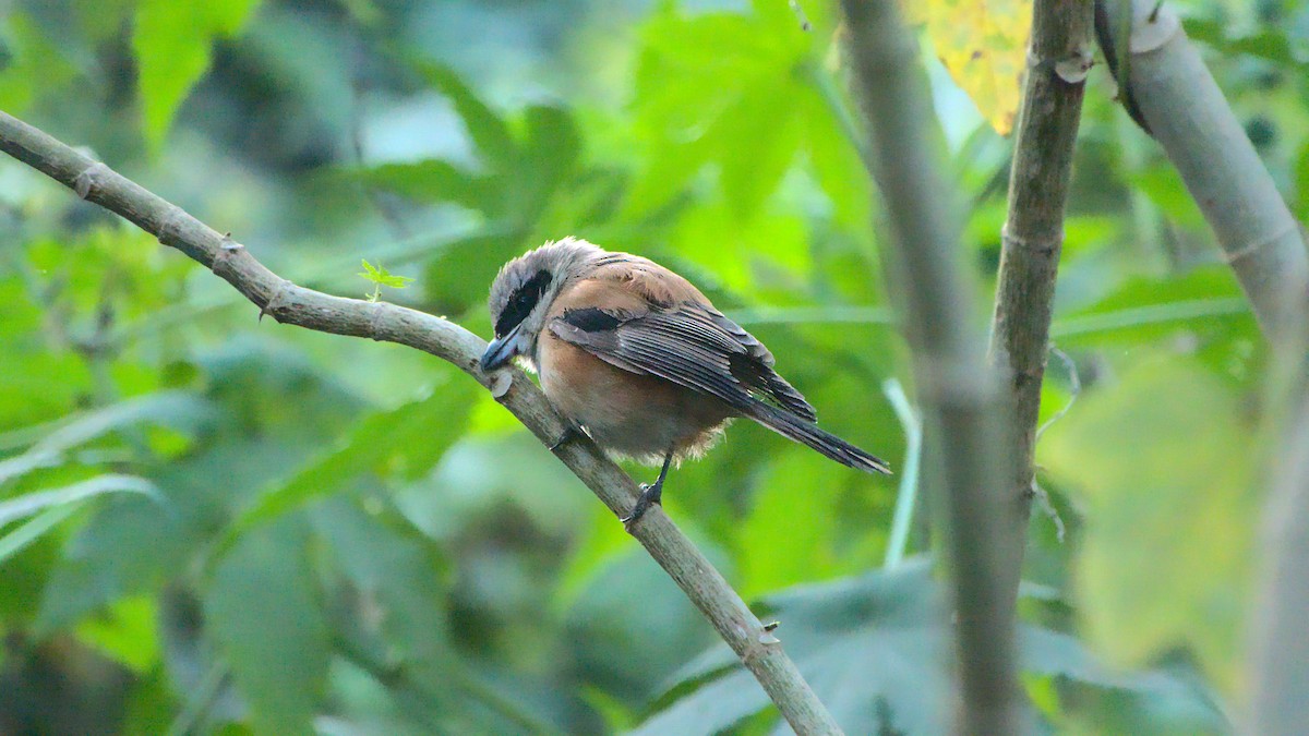 Long-tailed Shrike - ML411951441