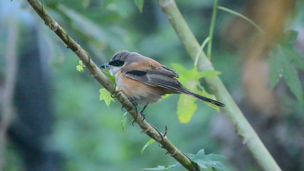 Long-tailed Shrike - ML411951451