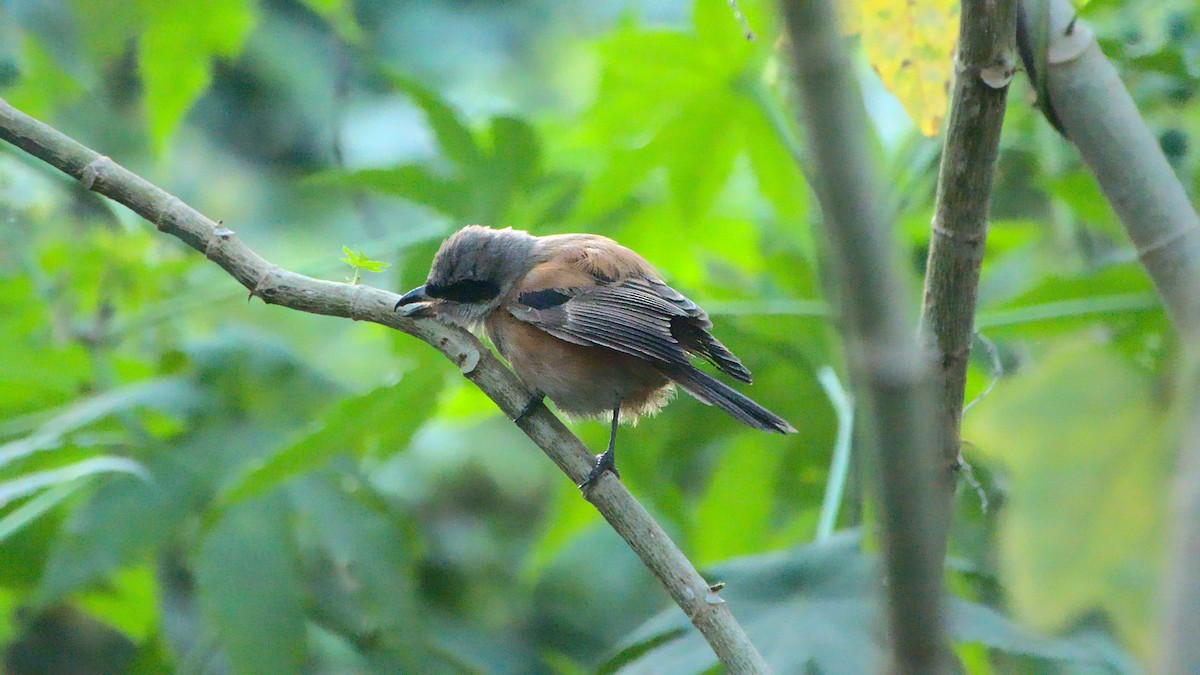 Long-tailed Shrike - Aseem Borkar