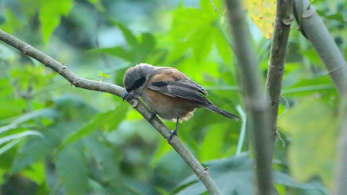 Long-tailed Shrike - ML411951471