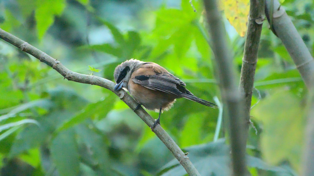 Long-tailed Shrike - ML411951481