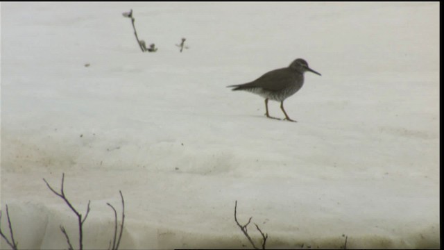 Wandering Tattler - ML411952