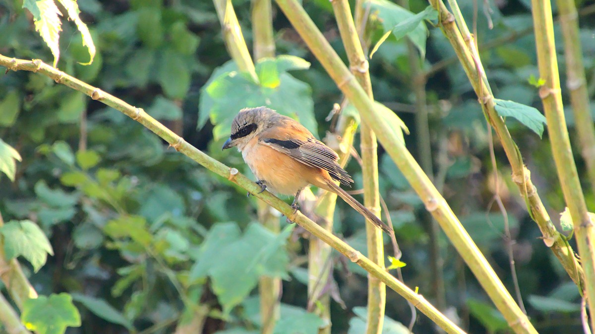 Long-tailed Shrike - ML411952631