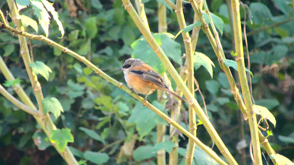 Long-tailed Shrike - ML411952651