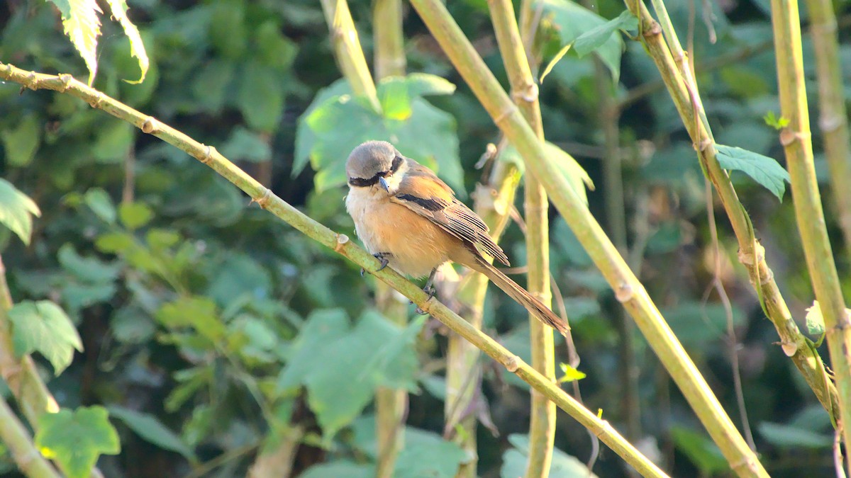 Long-tailed Shrike - ML411952661