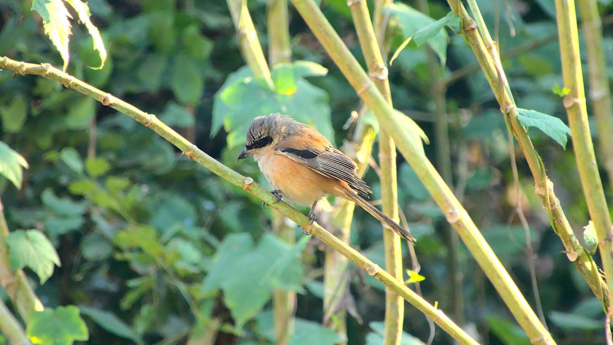 Long-tailed Shrike - ML411952711