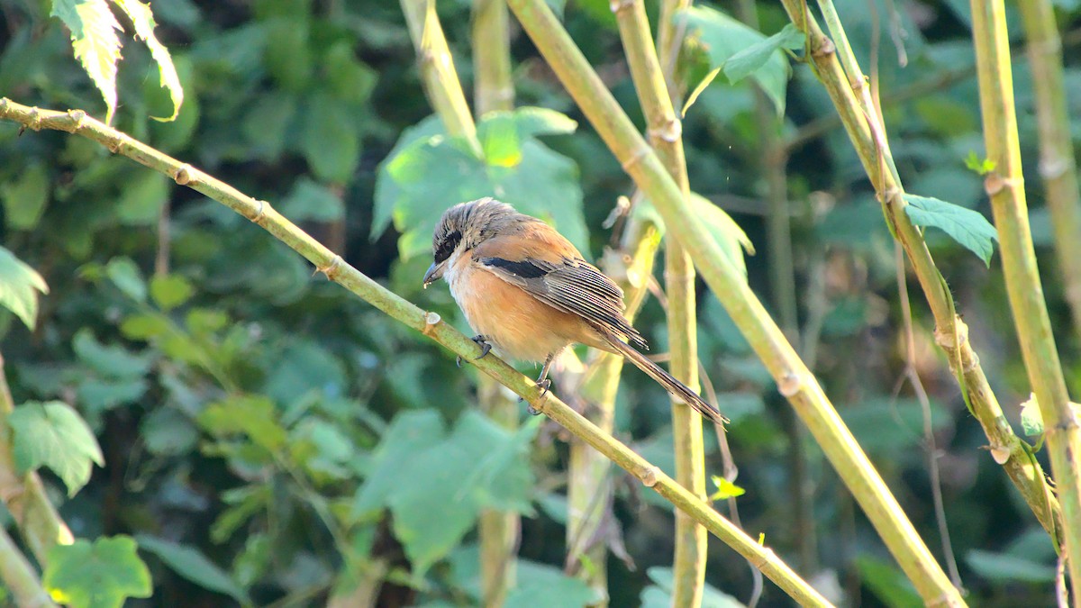 Long-tailed Shrike - ML411952721