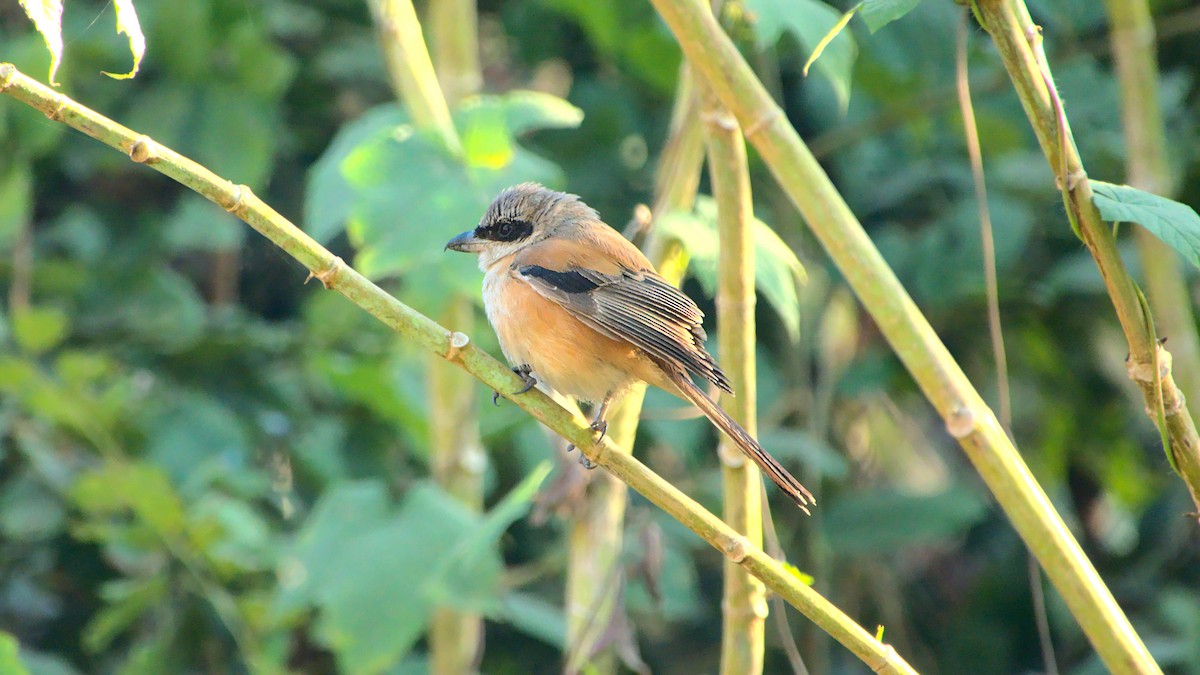 Long-tailed Shrike - Aseem Borkar