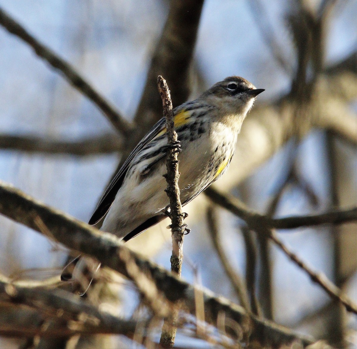 Yellow-rumped Warbler - ML411953831