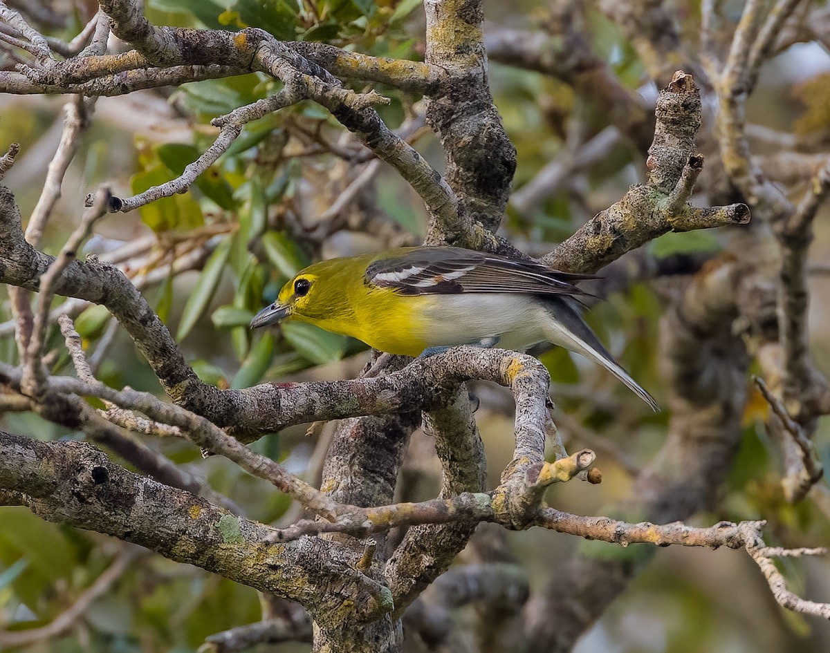 Yellow-throated Vireo - ML411954581