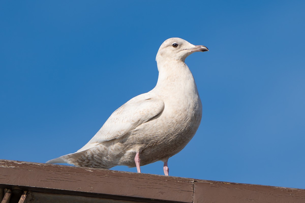 Iceland Gull - ML411954941