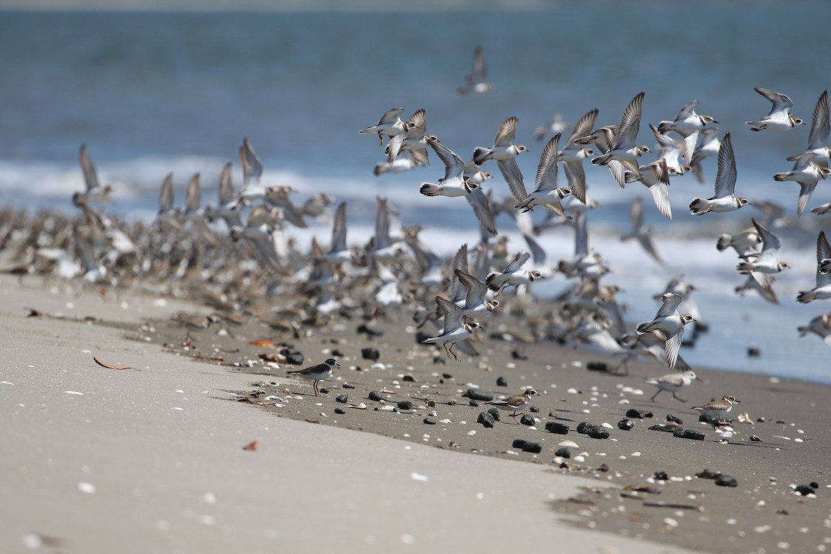 Semipalmated Plover - John van Dort