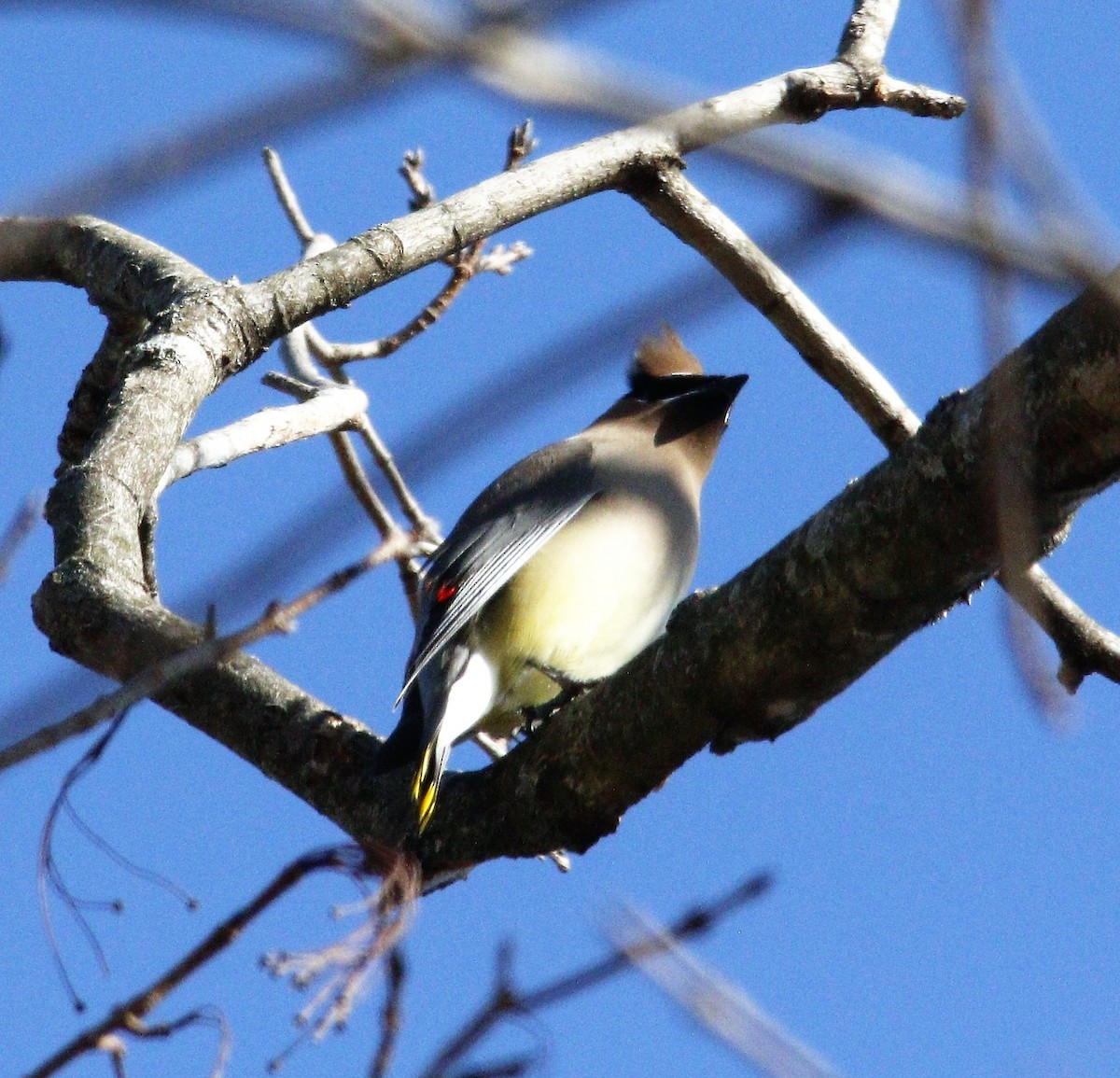 Cedar Waxwing - ML411955801