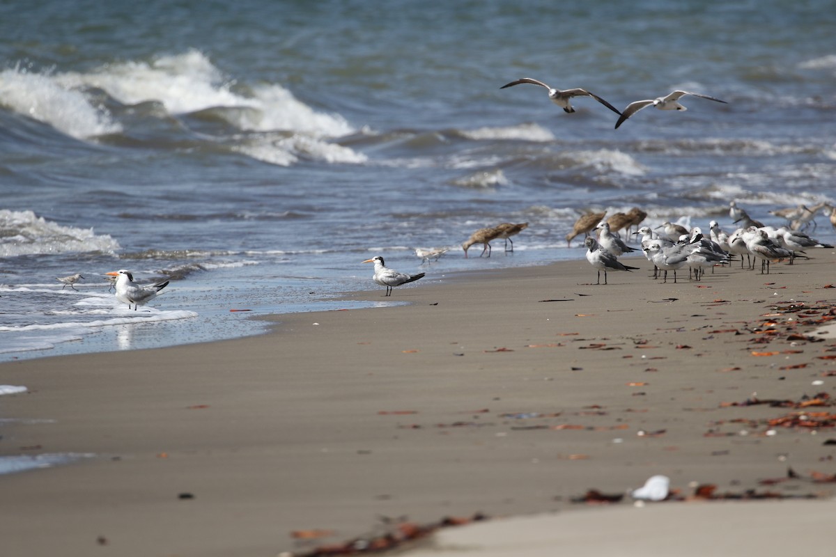 Elegant Tern - ML411955821