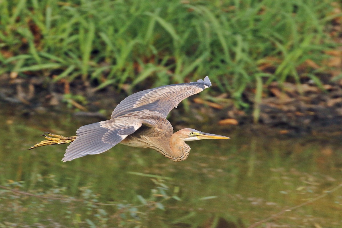 Purple Heron - ML411956191