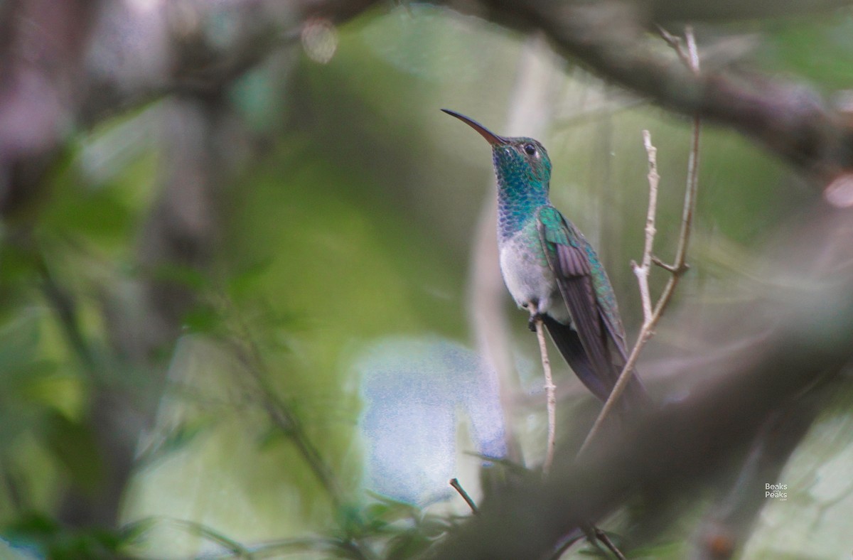 Honduran Emerald - William Orellana (Beaks and Peaks)