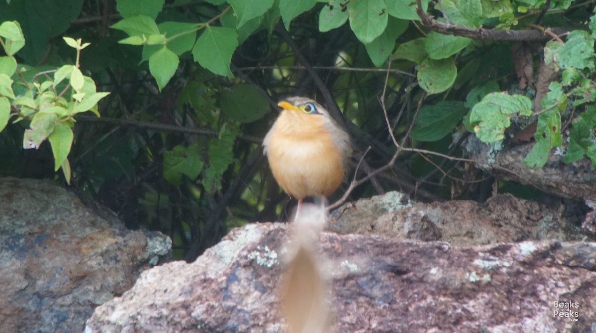 Lesser Ground-Cuckoo - William Orellana (Beaks and Peaks)