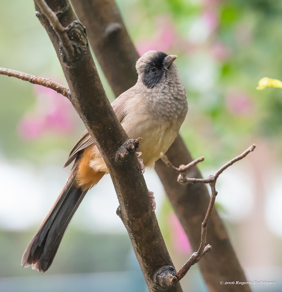 Masked Laughingthrush - ML41195821