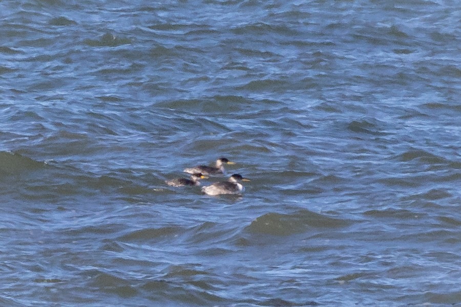 Red-necked Grebe - ML411958481