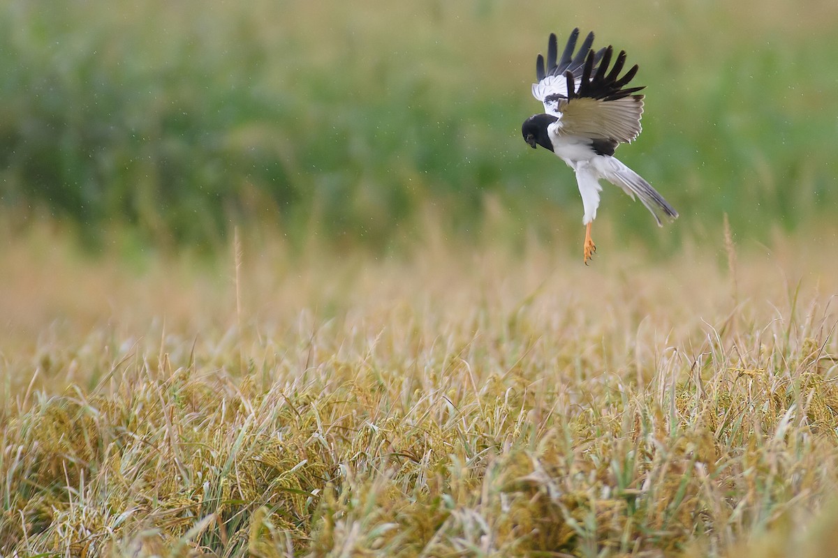 Pied Harrier - ML41196001