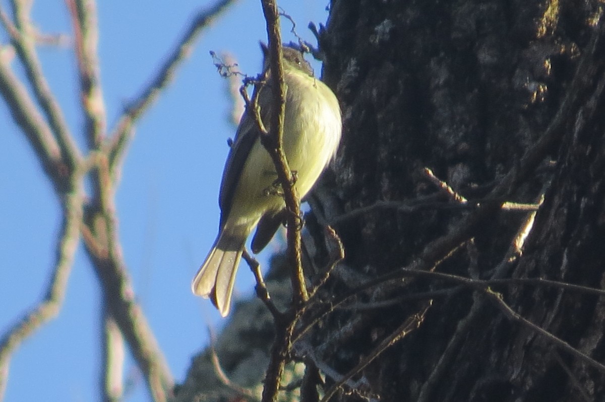 Eastern Phoebe - ML41196031